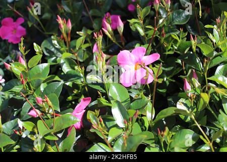 diploma rosa in giardino Foto Stock