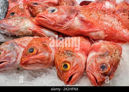 Scorpionfish rosso in vendita in un mercato a Barcellona, Spagna Foto Stock