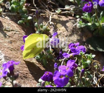 Farfalla al limone, Gonepteryx, ramni Foto Stock