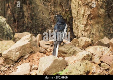 Oriental Magpie Robin in piedi su una roccia nella natura. Foto Stock