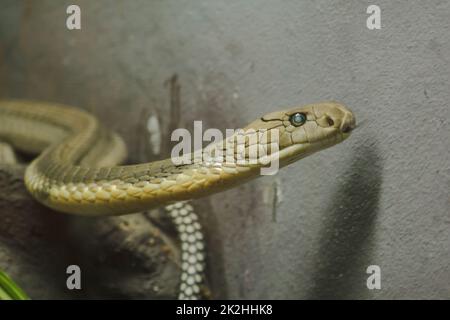 La testa del re Cobra è un pericoloso serpente velenoso. Il cappuccio di serpente è sparso attraverso la testa e il collo. Foto Stock