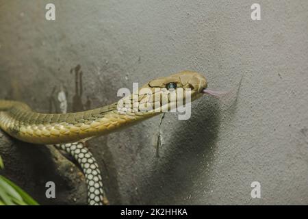 La testa del re Cobra è un pericoloso serpente velenoso. Il cappuccio di serpente è sparso attraverso la testa e il collo. Foto Stock