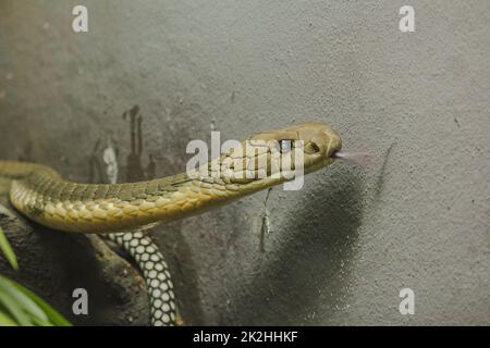 La testa del re Cobra è un pericoloso serpente velenoso. Il cappuccio di serpente è sparso attraverso la testa e il collo. Foto Stock