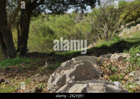 Vista del Big Jupta le alture del Golan, cratere di buca nella foresta di Odem, Israele settentrionale Foto Stock