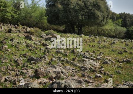 Vista del Big Jupta le alture del Golan, cratere di buca nella foresta di Odem, Israele settentrionale Foto Stock