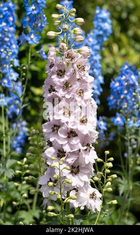 Candela larkspur, Delphinium elatum Foto Stock