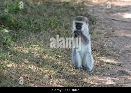 Vervet monkey, Chlorocebus pygerythrus Foto Stock