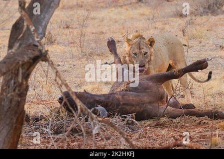 Leone con un bufalo africano morto come preda. Foto Stock