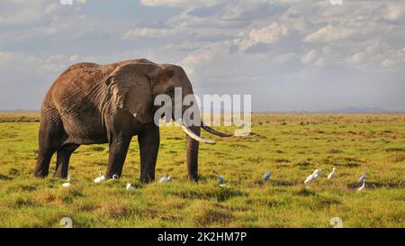 Bush africano Elefante africano (Loxodonta africana) camminando sulla savana illuminata dal sole del pomeriggio, aironi bianchi uccelli sull'erba intorno alle sue gambe. Foto Stock