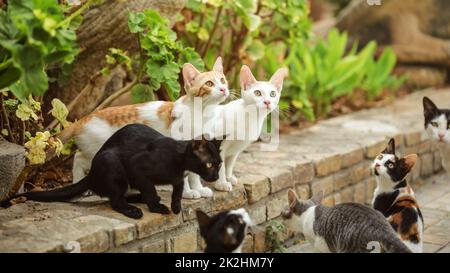 Gruppo di gatti randagi seduto sul cordolo del percorso, guardando come qualcuno sta per lanciare loro un po' di cibo. Foto Stock