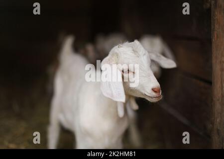 Bianco giovane capretto, offuscata fienile stabile in background. Dettagli sulla testa. Foto Stock