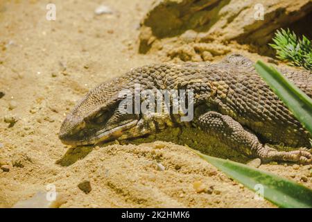 Savannah Monitor nella vetrina dello zoo, Savannah Monitor è diventato un famoso animale domestico Foto Stock