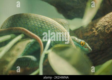 La vipera di buca di mangrovie è un serpente velenoso. Avvelenamento grave e morso veloce Caccia per preda di notte Foto Stock