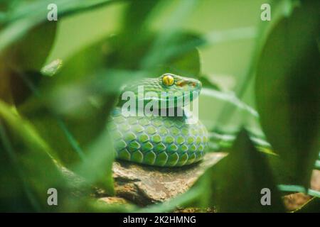 La vipera di buca di mangrovie è un serpente velenoso. Avvelenamento grave e morso veloce Caccia per preda di notte Foto Stock