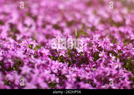 Foto di profondità di campo poco profonda, solo pochi fiori a fuoco, fiori di flox rosa illuminati dal sole. Abstract primavera giardino fiorito sfondo, spazio per il testo nella parte superiore. Foto Stock