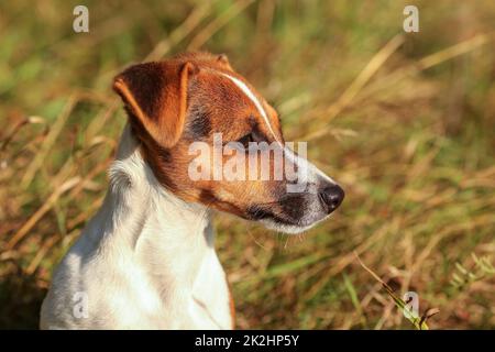 Giovane Jack Russell Terrier in erba bassa illuminata dal sole, dettaglio sulla sua testa guardando al lato destro. Foto Stock