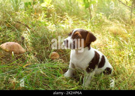 Jack Russell Terrier cucciolo nella foresta di bassa erba, due scaber levetta funghi accanto a lei. Foto Stock