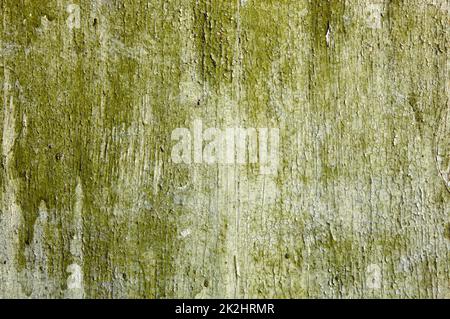 Sfondo in legno vintage con peeling. Vecchio legno texture grunge sfondo, graffiato vernice verde su tavole di muro di legno Foto Stock