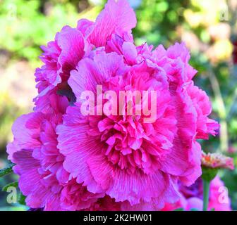 Fiore di Terry rosa stock (Lat. Alcea rosea) o mallow di colore rosa pallido Foto Stock