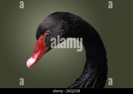 Primo piano della testa del cigno nero Foto Stock