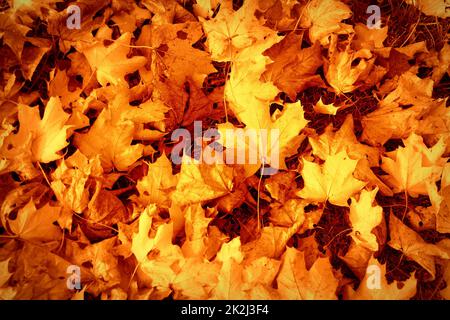 L'autunno lascia lo sfondo. Immagine colorata sul retro delle foglie autunnali cadute, perfetta per l'uso stagionale. Foto Stock