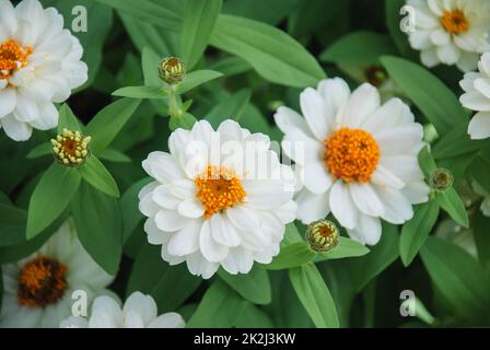 Zinnia bianca che cresce in una pentola con un fuoco poco profondo, zinnia nana Foto Stock