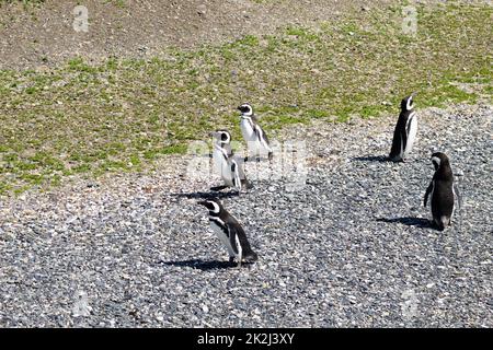 Pinguino Magellanico sulla spiaggia dell'isola di Martillo, Ushuaia Foto Stock