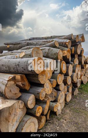 Industria del legno, potato alberi su una discarica di legno Foto Stock