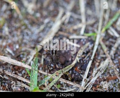 Un ragno di lupo , Pardosa spec., ragno sul terreno di una foresta. Foto Stock