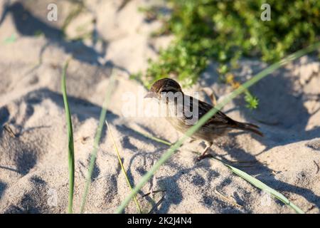 Ritratto, primo piano di un passero, songbird. Foto Stock