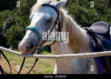 Ritratto di un cavallo, un cavallo a cavallo con sella in natura. Foto Stock