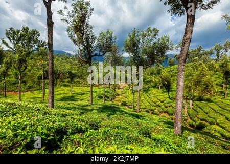 Le piantagioni di tè in montagna Foto Stock