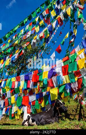 Mucca sotto le bandiere buddiste di preghiera sul kora intorno al complesso di Tsuglagkhang. McLeod Ganj, Himachal Pradesh, India Foto Stock