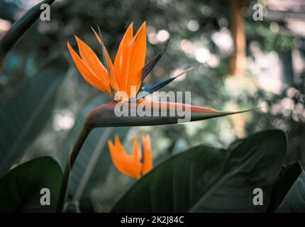 Una strelitzia reginae fiore sullo sfondo verde foglie Foto Stock