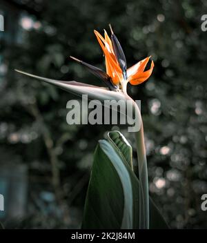 Una strelitzia reginae fiore sullo sfondo verde foglie Foto Stock