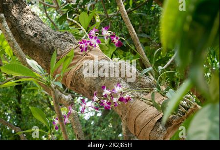 Fico piangente Ficus benjamina, detto anche fico piangente, fico di benjamin o ficus. I fichi di fiore sul tronco dell'albero sono mangiati dagli uccelli. Giardino zoologico di Alipur, Kolkata, Bengala occidentale, Asia del sud dell'India Foto Stock
