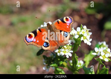 farfalla di pavone su scurvygrass fiorente nel giardino Foto Stock