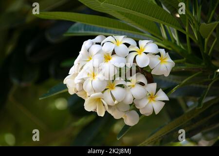 Fiori bianchi di rubra di Plumeria. Fiore Frangipani. Plumeria pudica fiori bianchi fioriti, con foglie verdi di fondo. Foto Stock