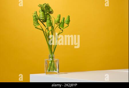 vaso trasparente in vetro con fiori secchi verdi su un tavolo bianco, sfondo giallo Foto Stock