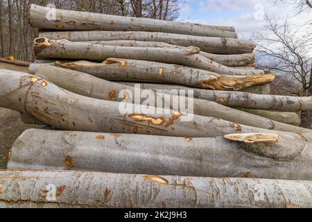 Industria del legno, potato alberi su una discarica di legno Foto Stock