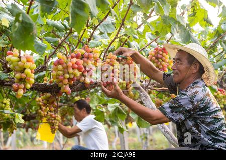 Pechino, provincia cinese di Jiangsu. 17th Set, 2022. Gli abitanti del villaggio raccolse l'uva nella cittadina di Bacheng a Kunshan, provincia di Jiangsu della Cina orientale, 17 settembre 2022. La festa del raccolto degli agricoltori cinesi, che coincide con l'Equinozio d'autunno ogni anno, cade il 23 settembre di quest'anno. Credit: Wang Xuzhong/Xinhua/Alamy Live News Foto Stock