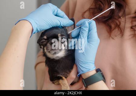 Vet prende il tampone dall'orecchio del cane. Animali domestici a portata di mano Foto Stock