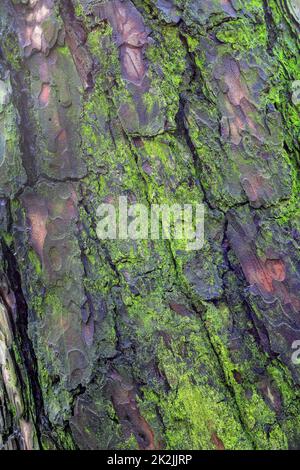 La corteccia dell'albero coperto di muschio verde nella foresta in Polonia Foto Stock