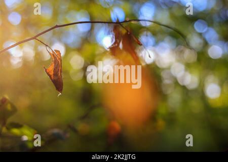 Foglia gialla autunnale appesa su un ramoscello su uno sfondo sfocato in Polonia Foto Stock