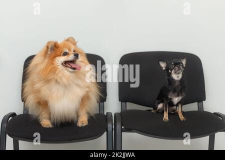 Due cani in attesa di girare in coda seduti sulle sedie in clinica veterinaria. Gli animali si comportano come umani Foto Stock