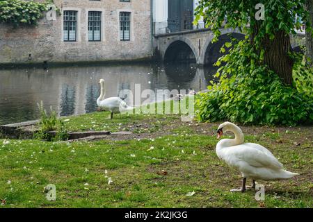 Cigni su una riva di canale vicino Begijnhof Beguinage nella città di Bruges. Brugge, Belgio Foto Stock