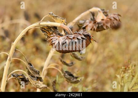 Girasole secco appassito con testa di fiore sospesa Foto Stock