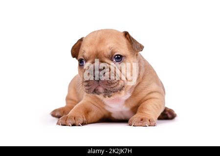 Cucciolo di cane Bulldog francese di colore rosso su sfondo bianco Foto Stock