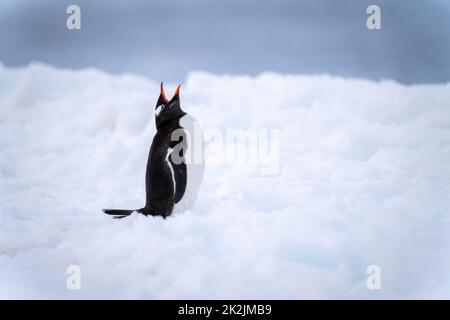 Pinguino Gentoo si trova in una profonda nevicata Foto Stock