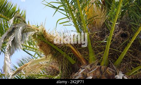Cima di una palma data (Phoenix dactylifera) in una giornata di sole. Foto Stock